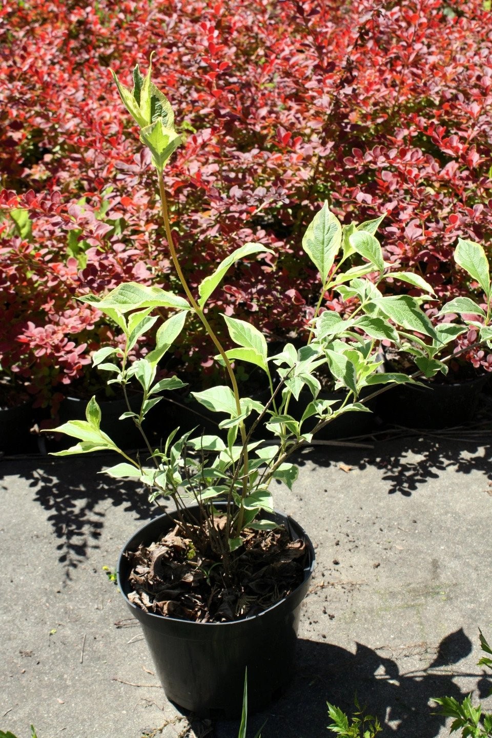 Krzewuszka cudowna VARIEGATA