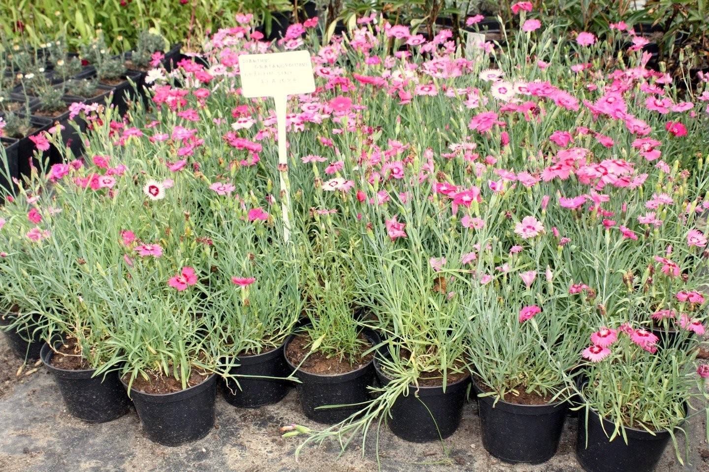 Goździk ogrodowy DINETTA PURPLE