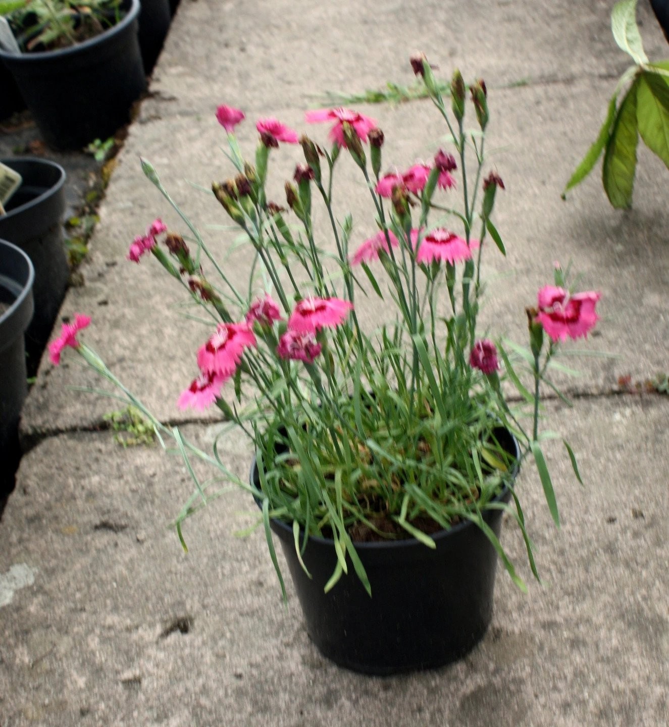 Goździk ogrodowy DINETTA PURPLE