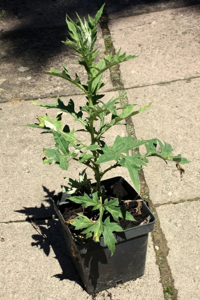 Przegorzan banacki BLUE GLOBE doniczka