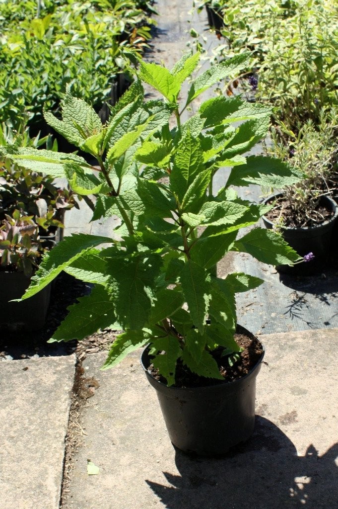 Sadziec plamisty ATROPURPUREUM