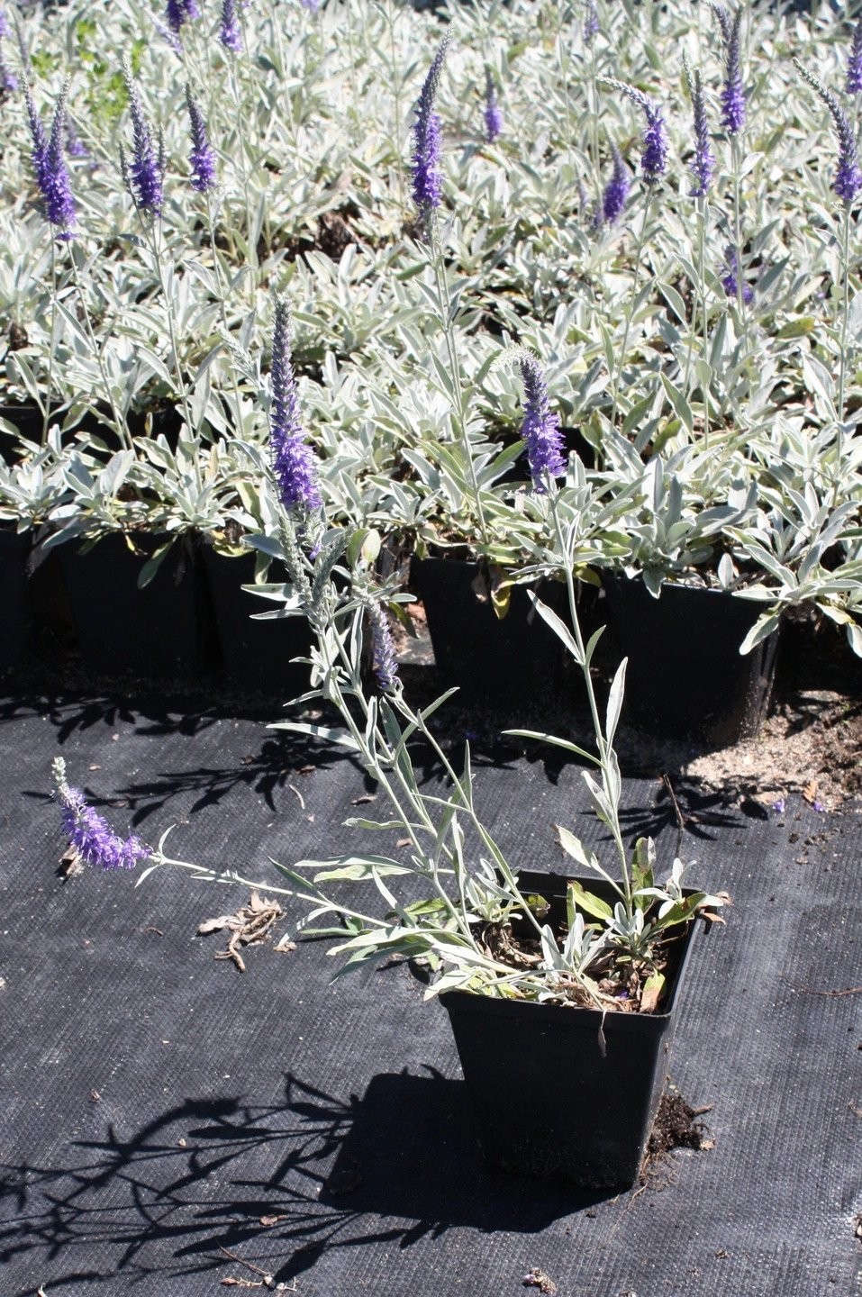 Przetacznik kłosowy NANA BLAUTEPPICH