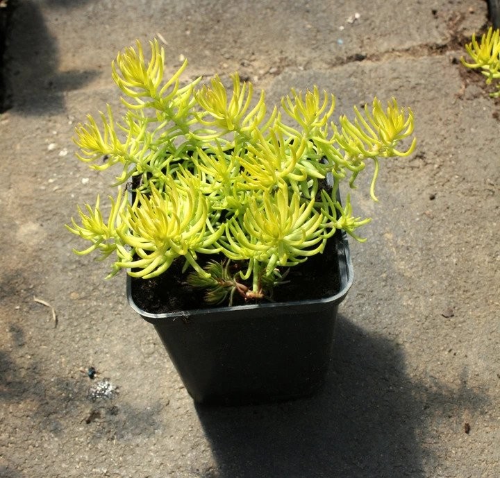 Rozchodnik ANGELINA na SKALNIAK