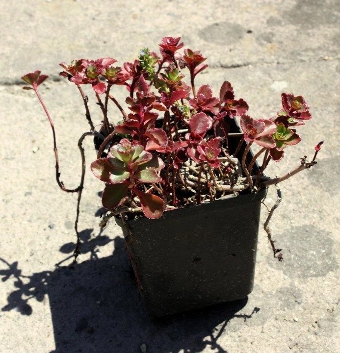 Rozchodnik kaukaski PURPURTEPPICH