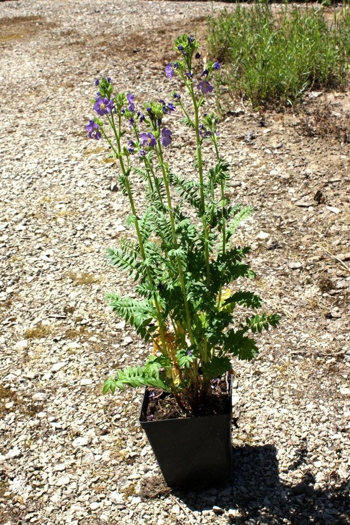 Wielosił BŁĘKITNY