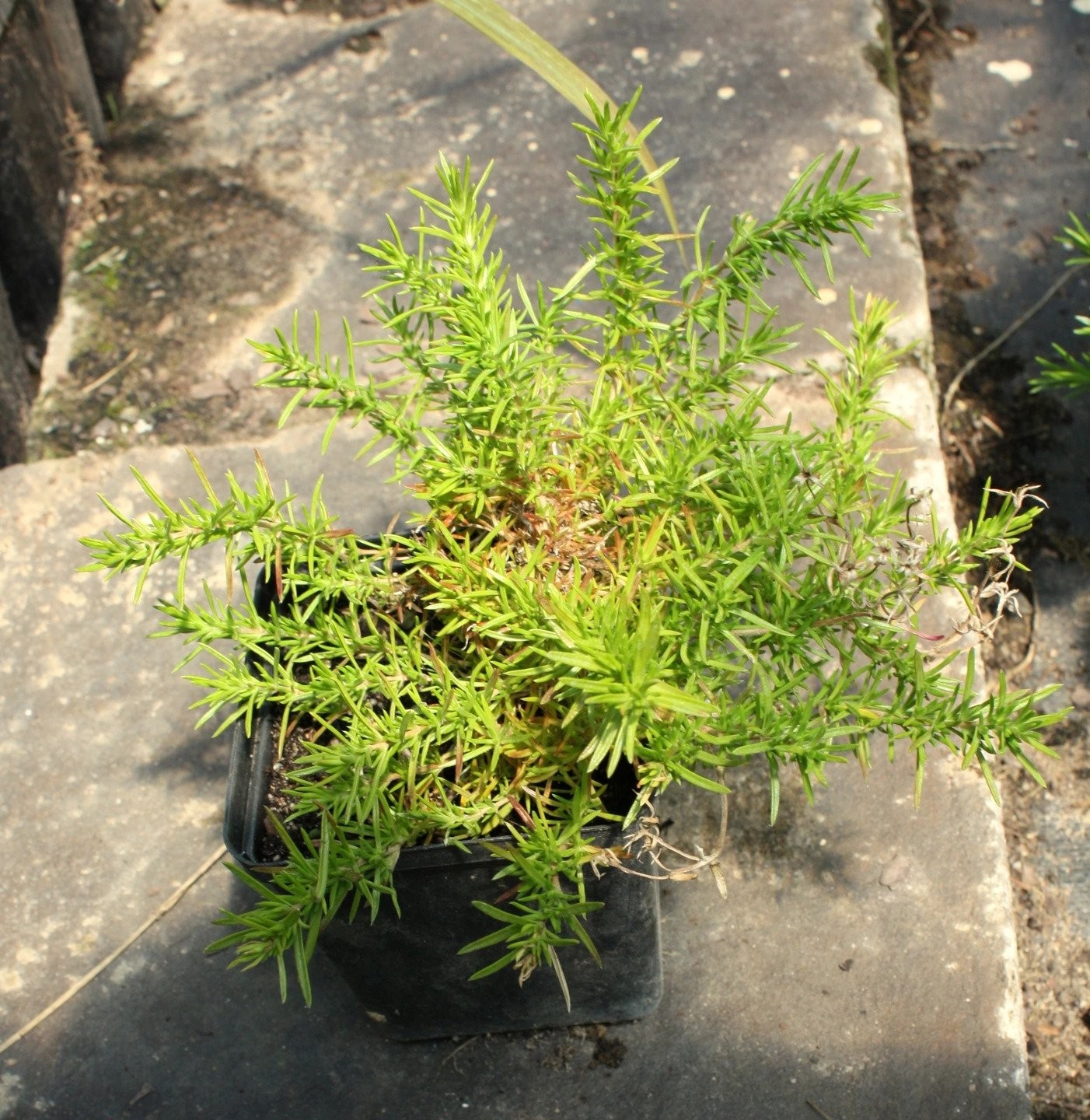 Płomyk Floks FORT HILL