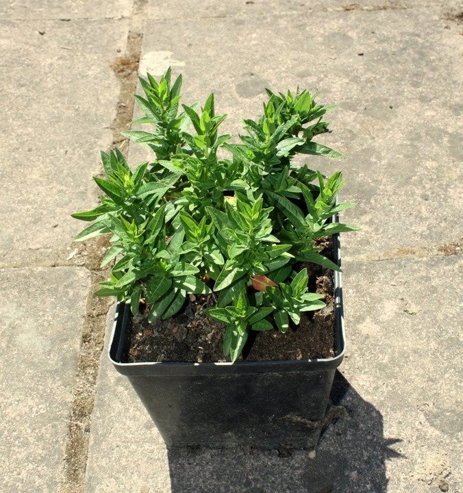 Krwawnica pospolita ROBIN