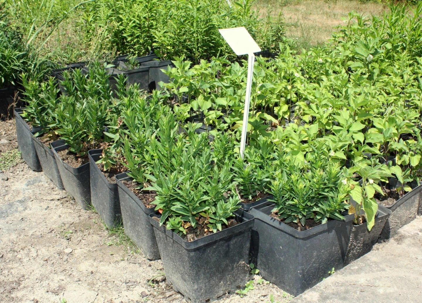 Krwawnica pospolita ROBIN