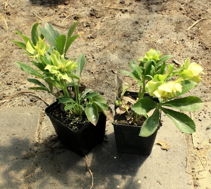 Ciemiernik wschodni SNOW WHITE