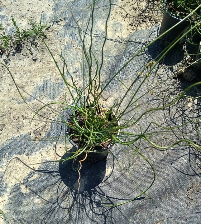 SIT rozpierzchły TWISTED DART