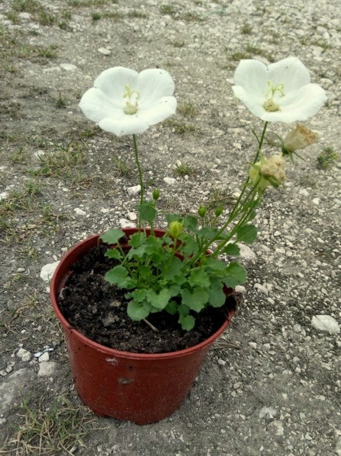 Dzwonek karpacki CARILLON WHITE