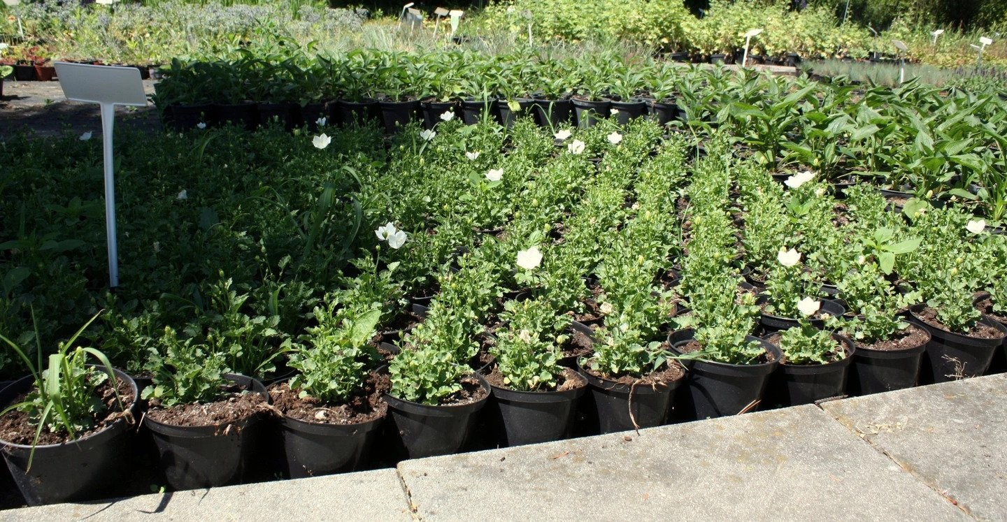 Dzwonek karpacki CARILLON WHITE