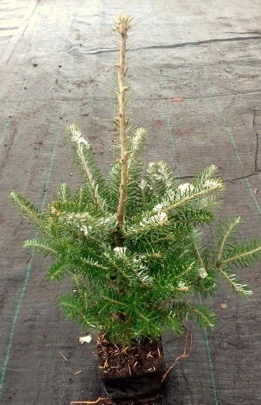 JODŁA KOREAŃSKA 50cm