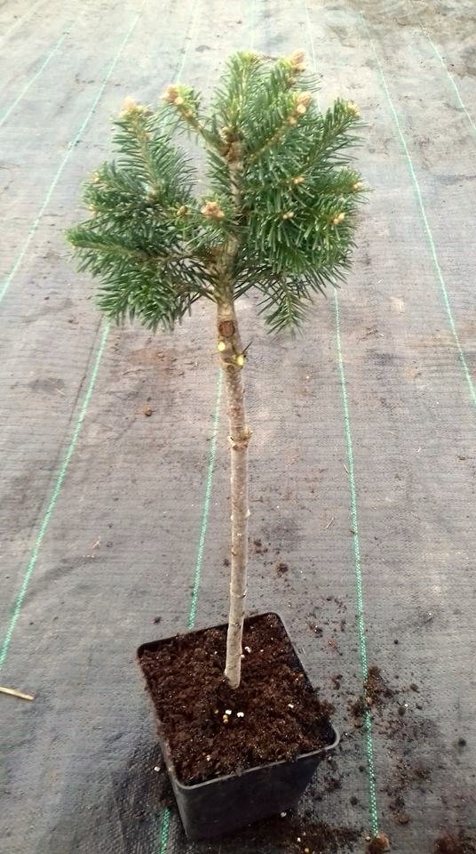 JODŁA górska GREEN GLOBE