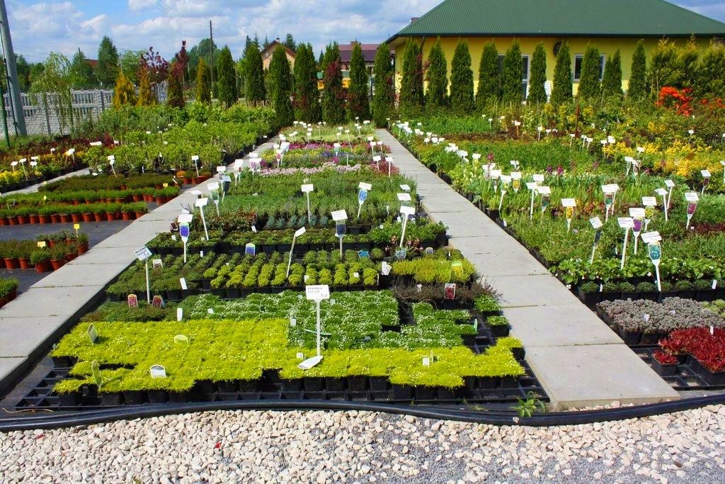 TRZYKROTKA wirginijska INNOCENT