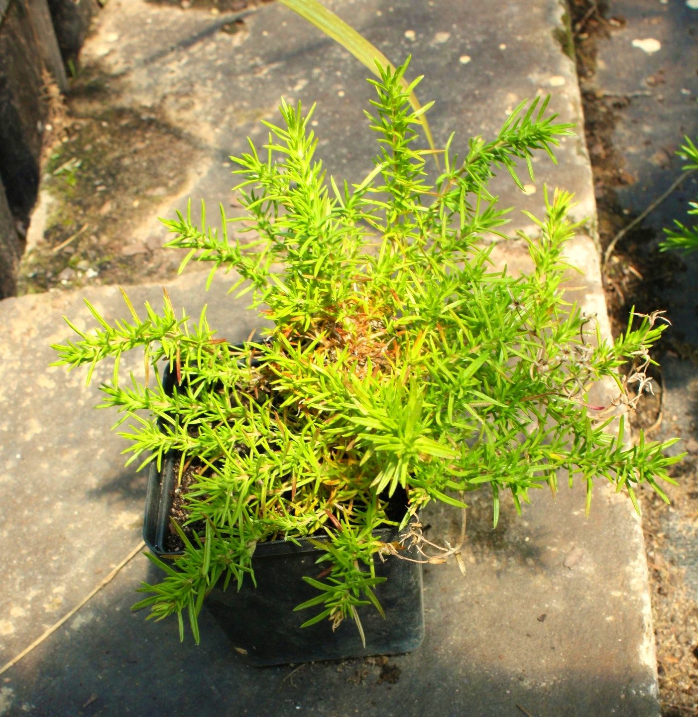 Płomyk Floks szydlasty ROT PINK