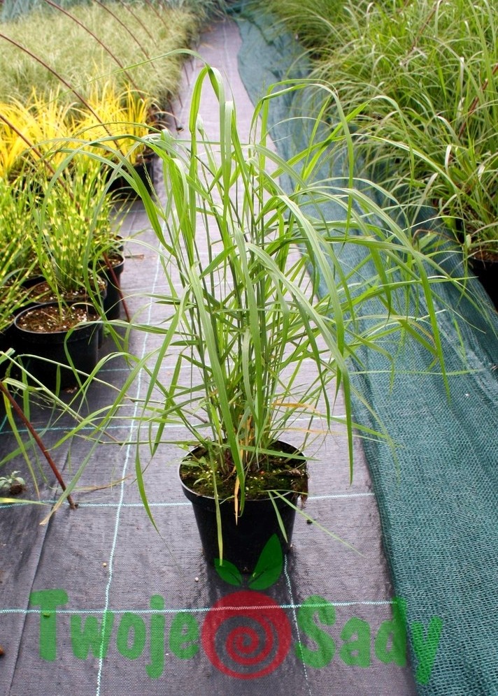 Trawa ozdobna PROSO HANSE HERMS