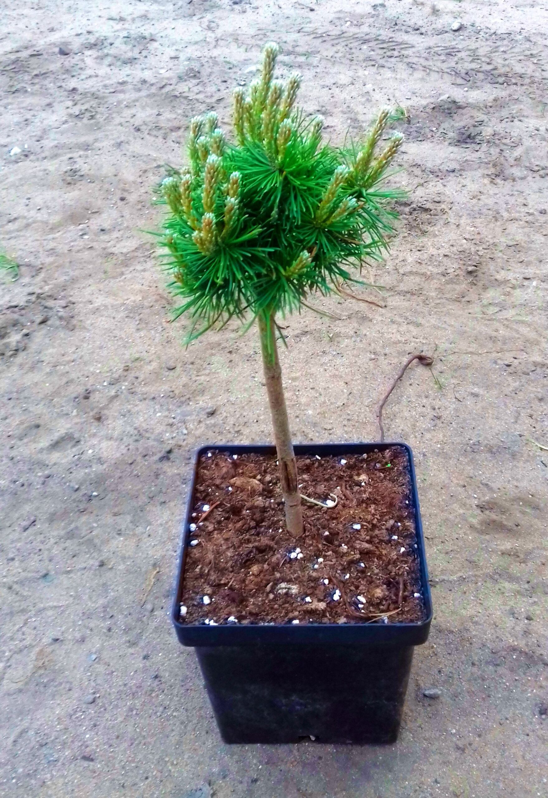 Sosna kosodrzewina WINTER GOLD  szczepiona - 4