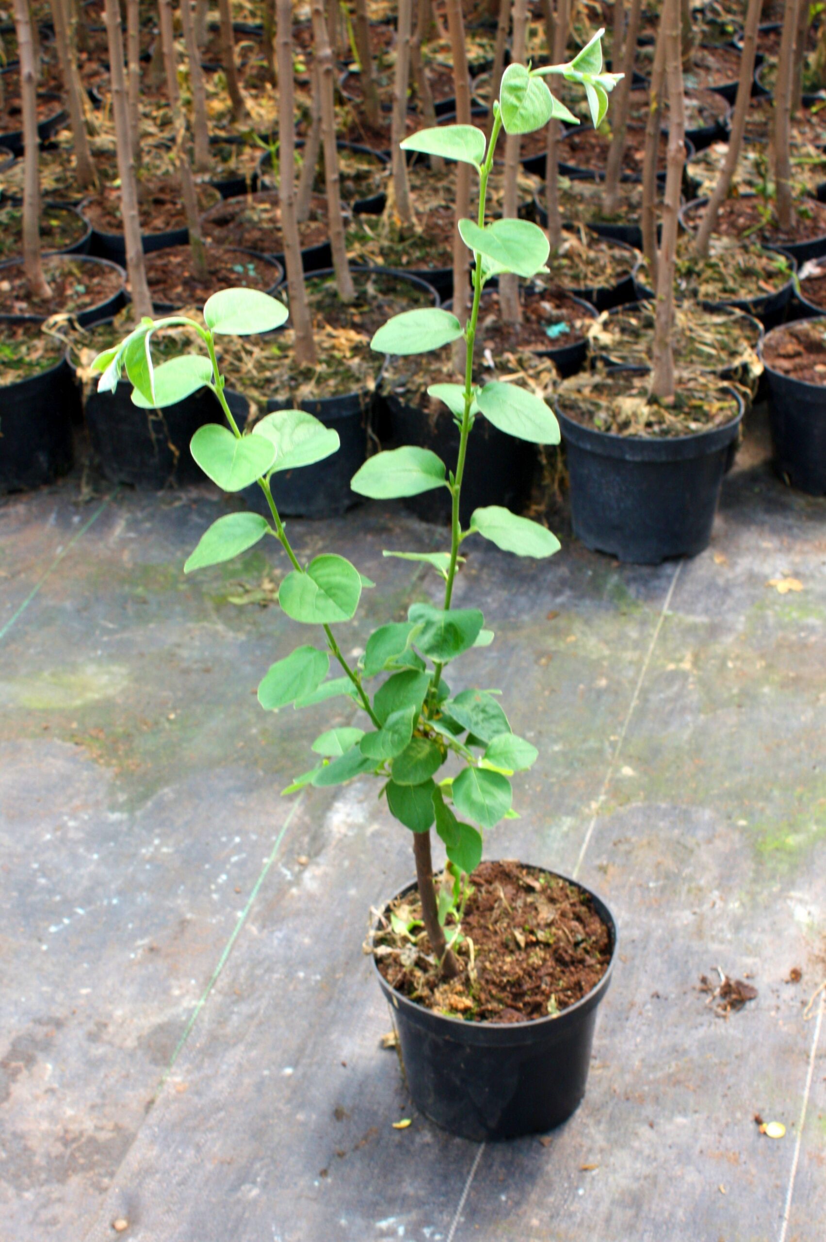 Pigwa wielkoowocowa GRUSZKOWA w DONICZCE