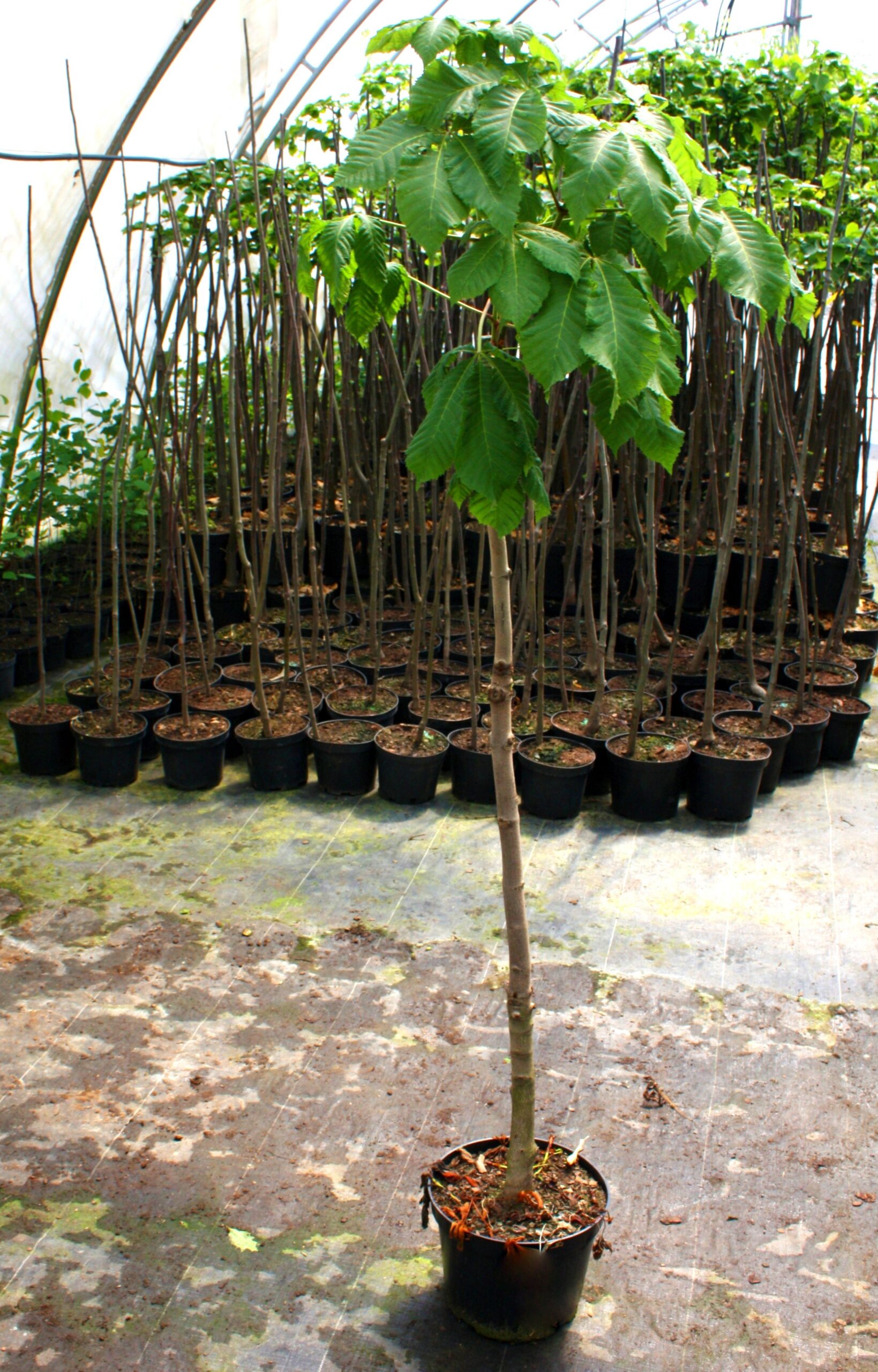 Kasztanowiec czerwony BRIOTTI 150cm