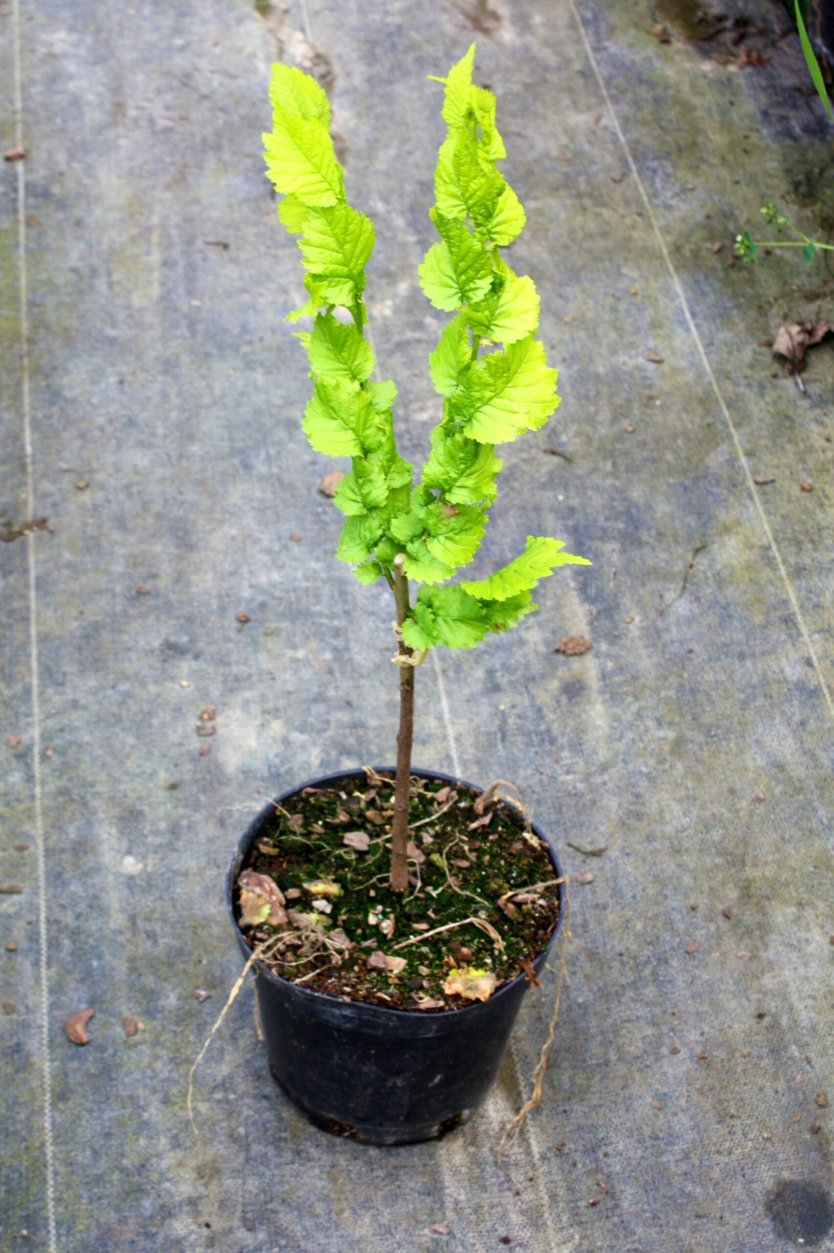 Wiąz holenderski WREDEI 50cm