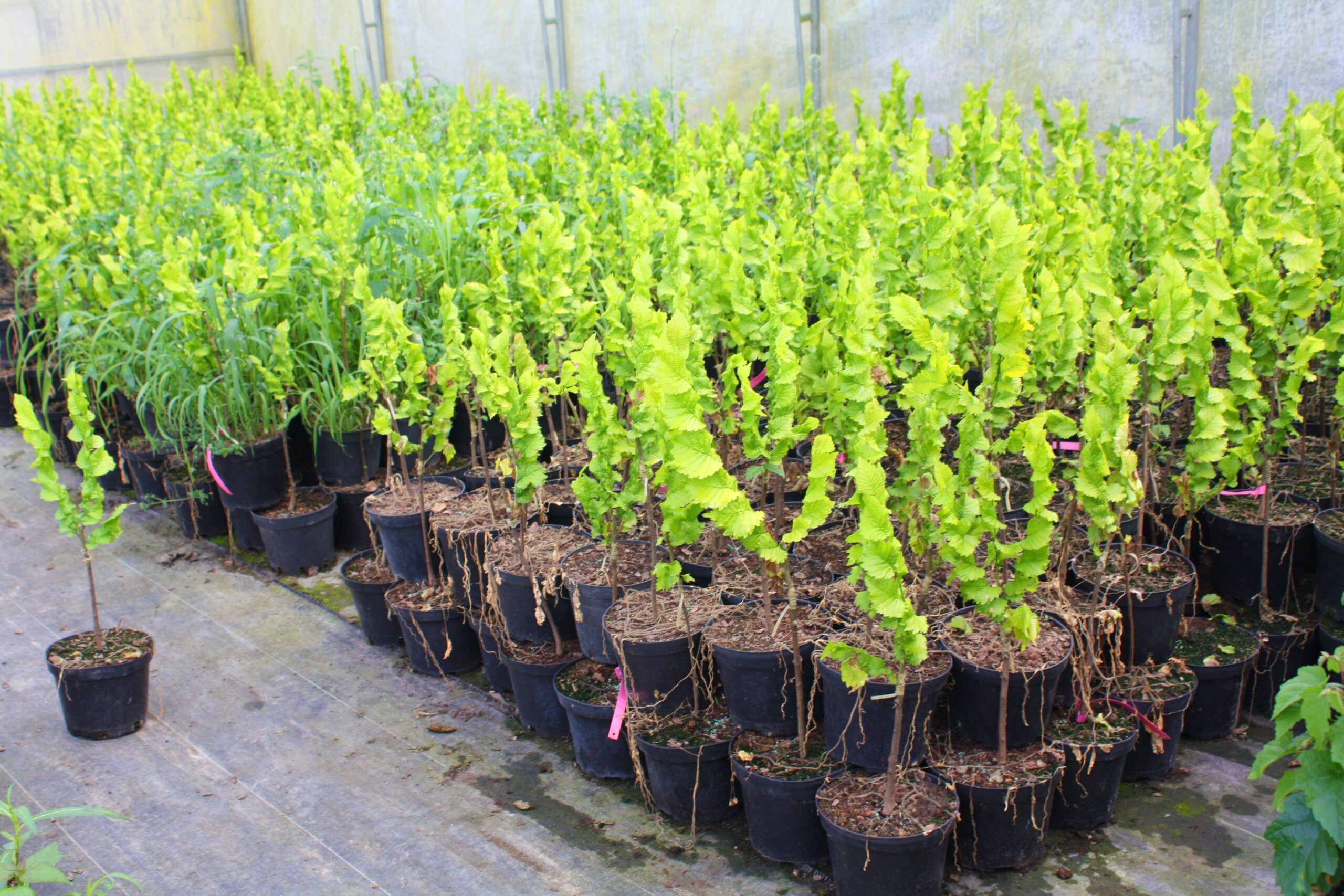 Wiąz holenderski WREDEI 50cm