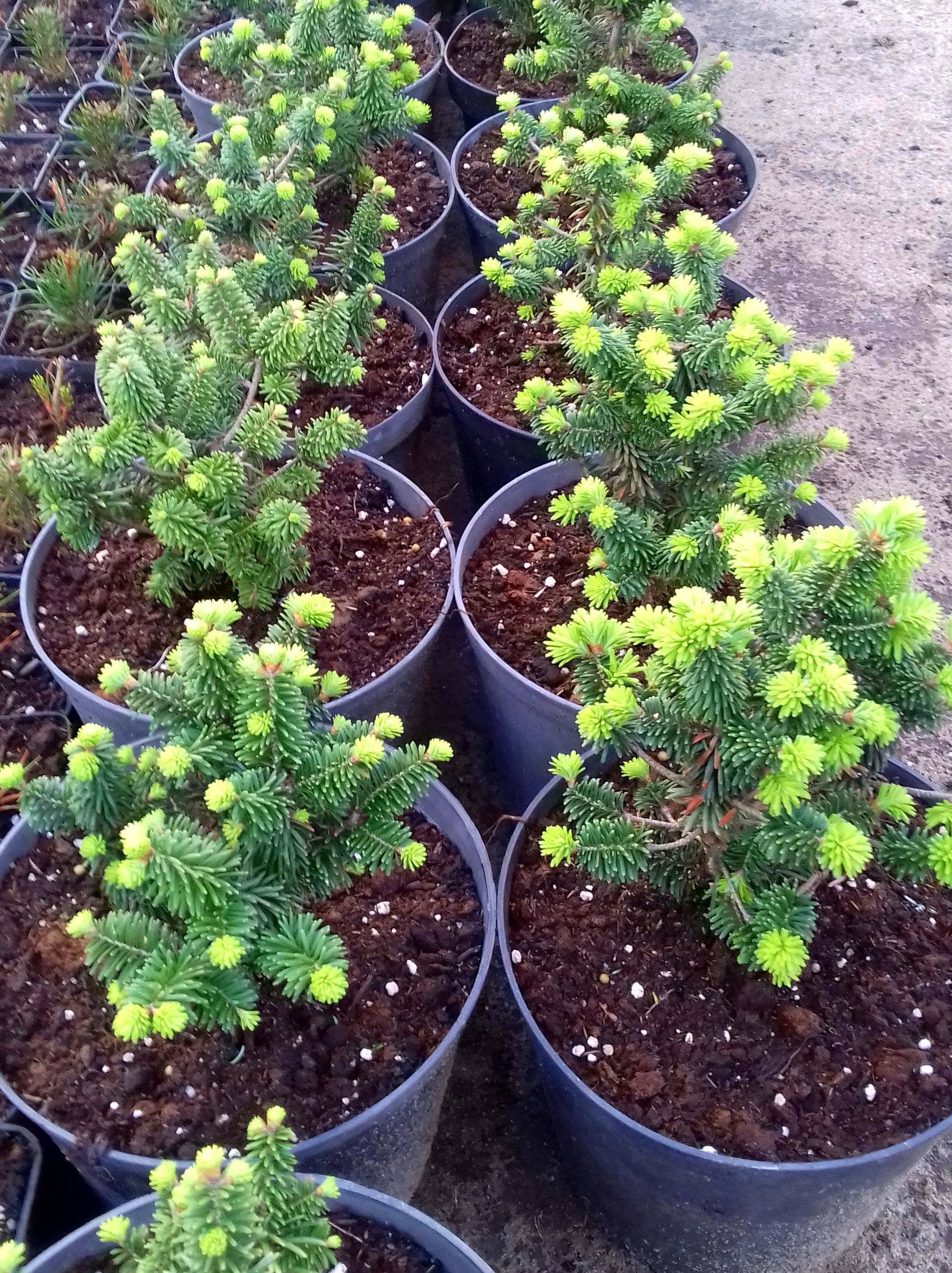 JODŁA balsamiczna NANA