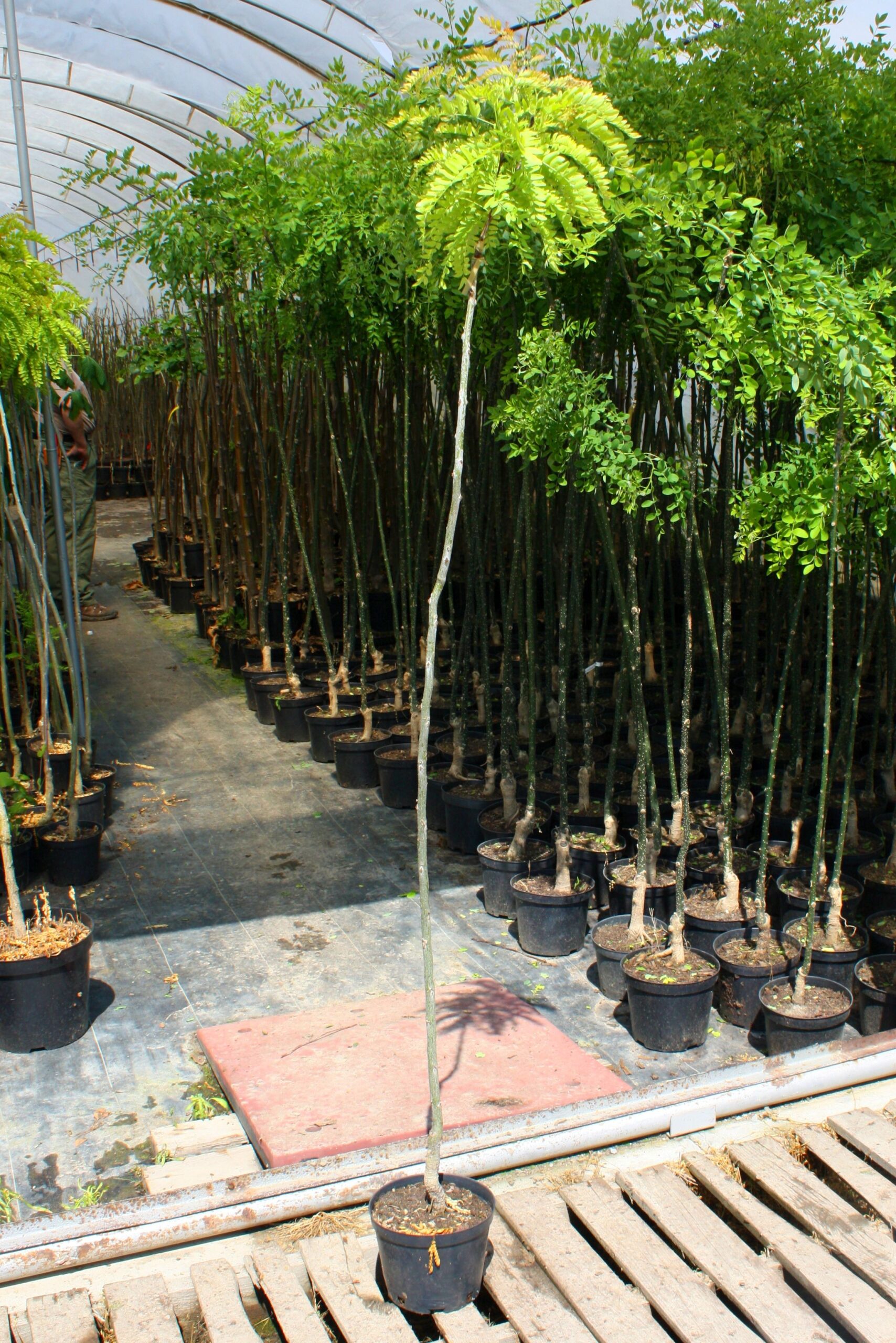 Glediczja kulista GLOBOSA