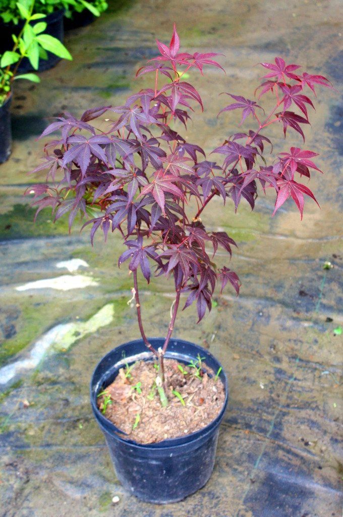 Klon palmowy BLOODGOD