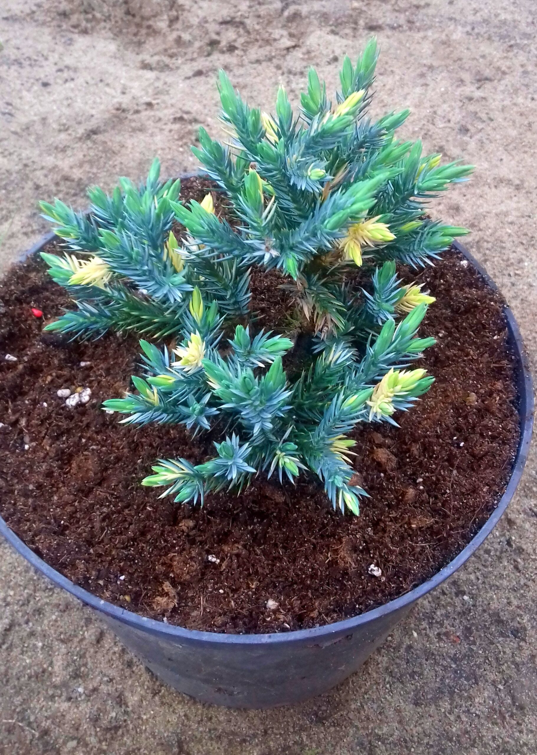 Jałowiec łuskowaty FLORIANT