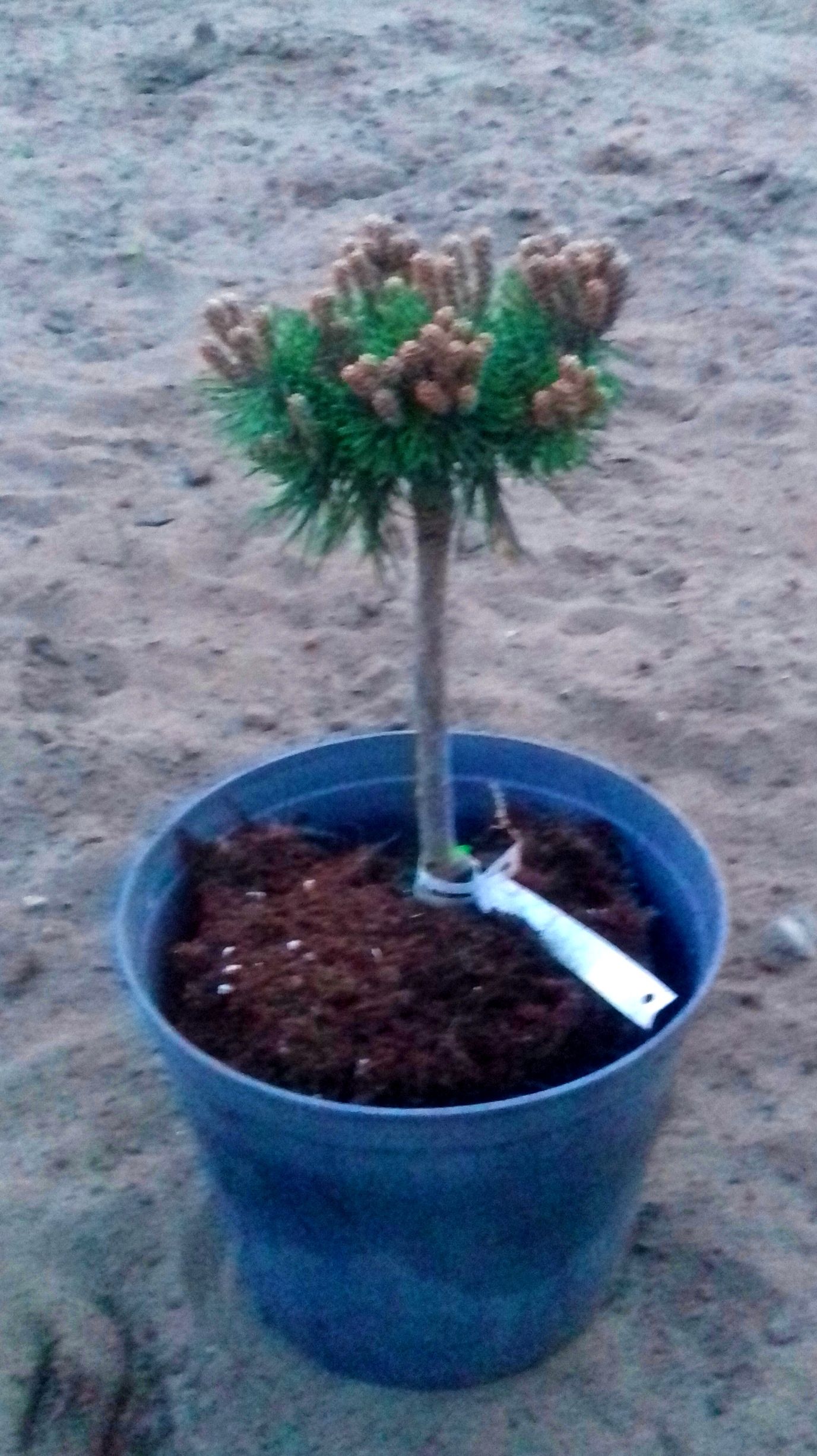 Sosna kosodrzewina MINI MOPS