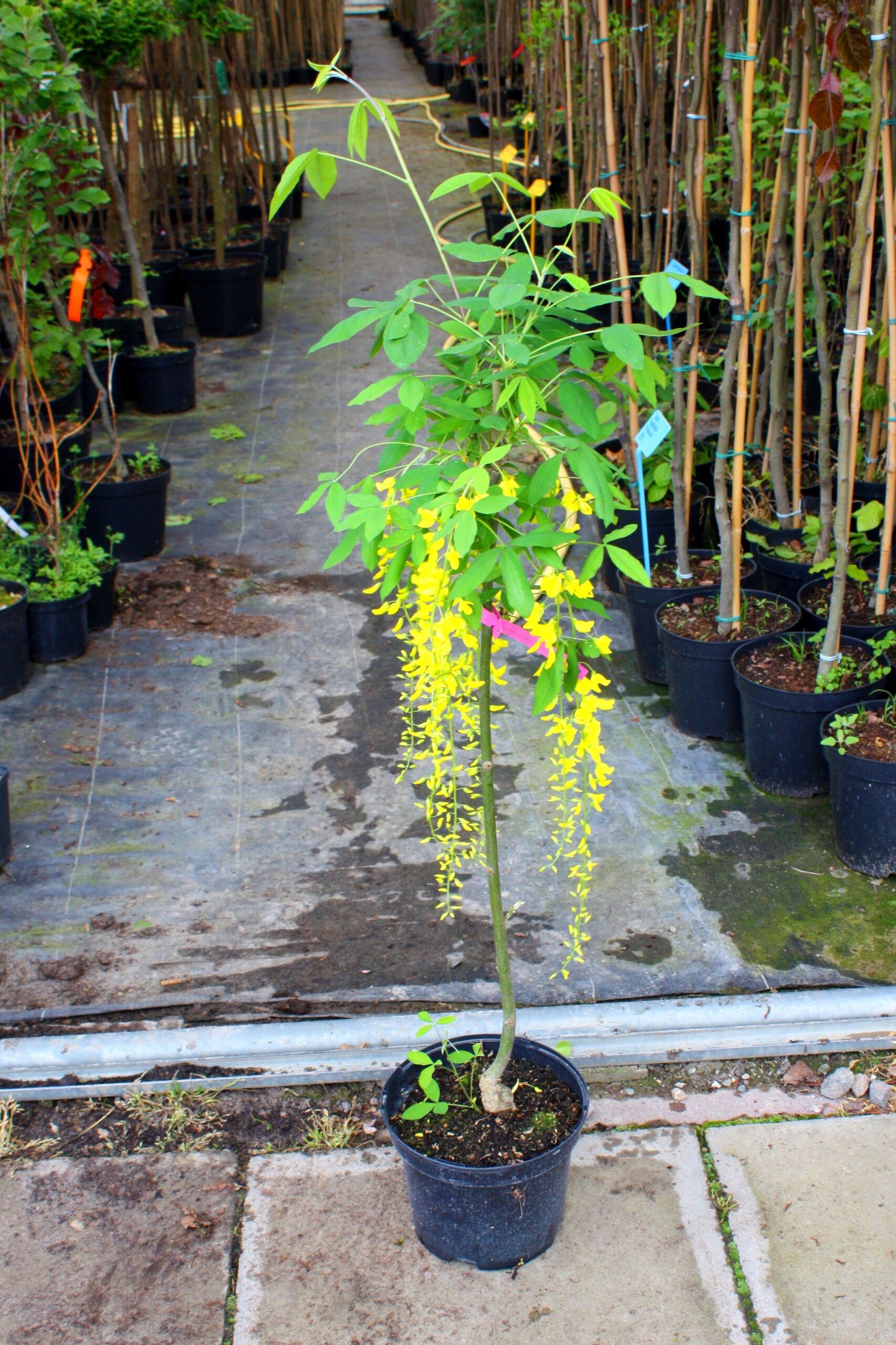 ZŁOTOKAP Waterera VOSSII