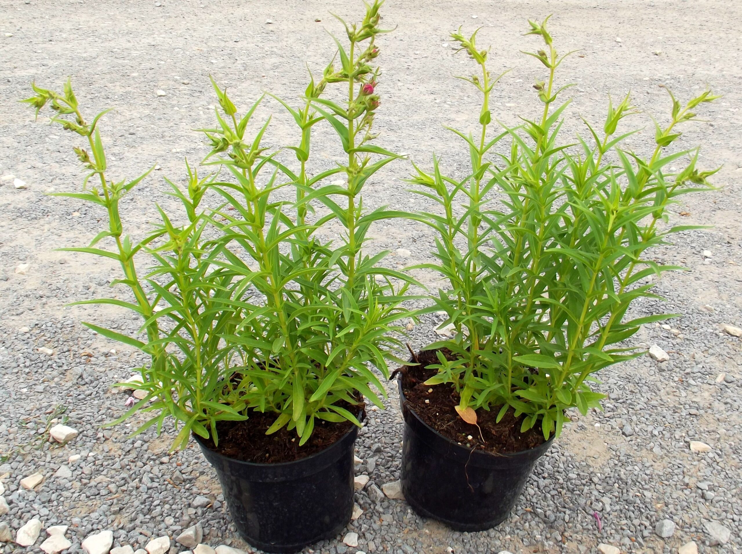 Penstemon meksykański MAGENTA