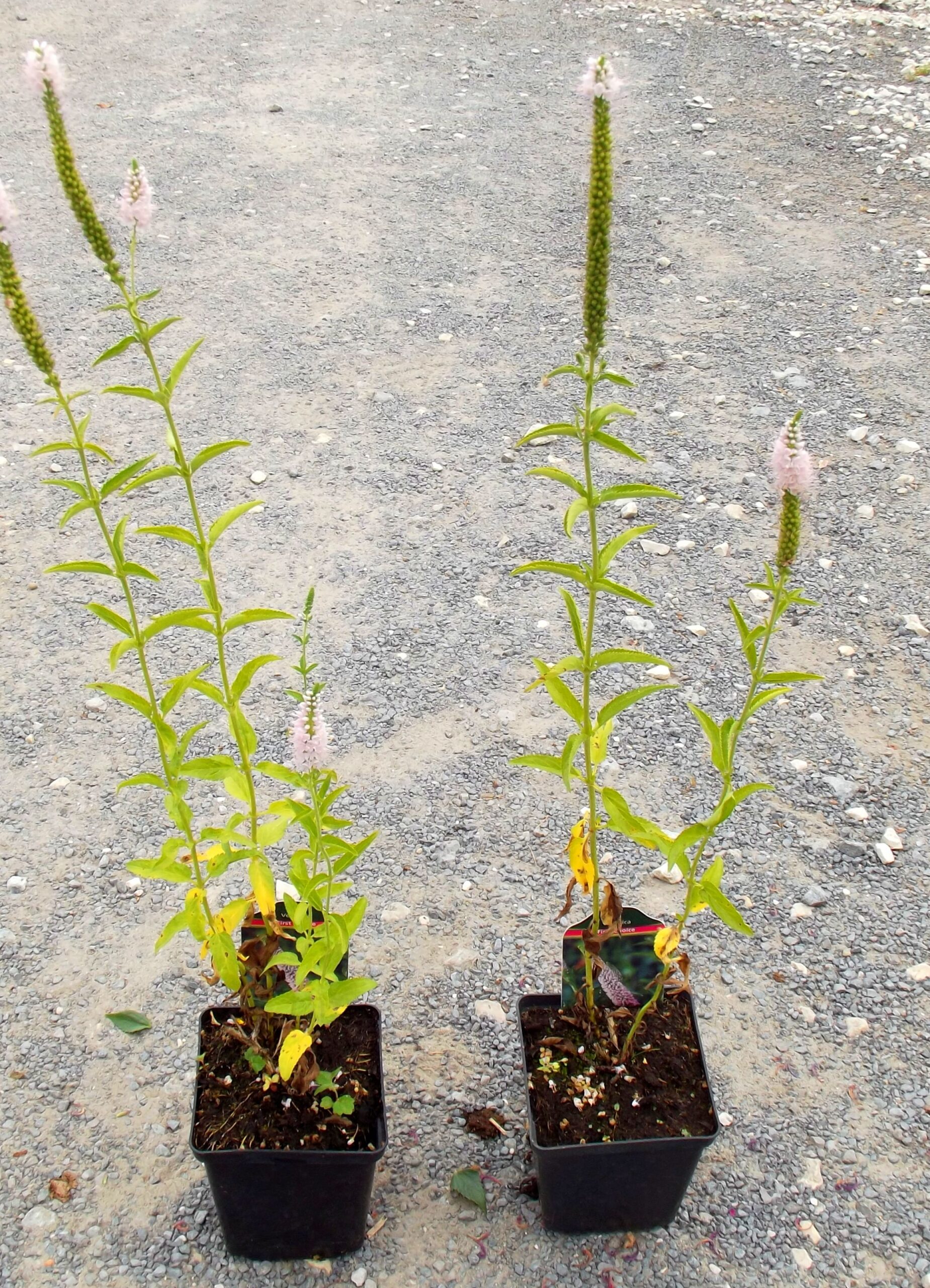 Przetacznik First Choice