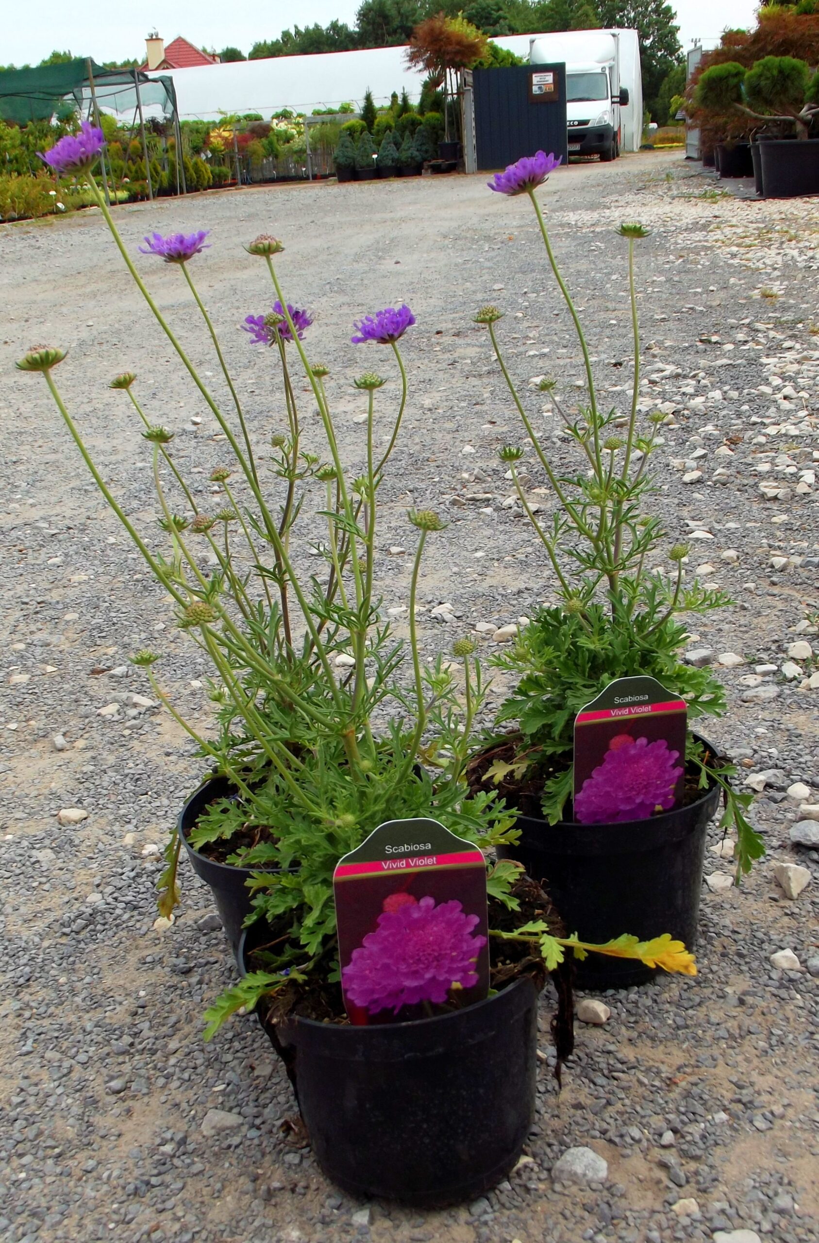 Driakiew VIVID VIOLET