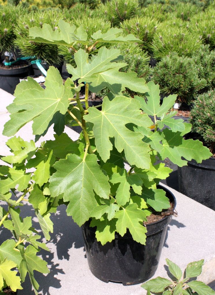 FIGOWIEC pospolity FRANCUESCO