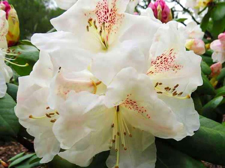 Rhododendron GARTENDIREKTOR RIEGER