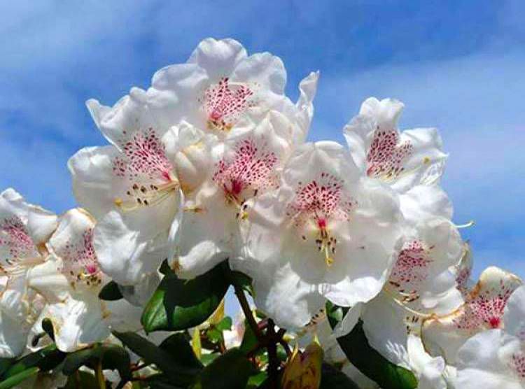 Rhododendron GARTENDIREKTOR RIEGER