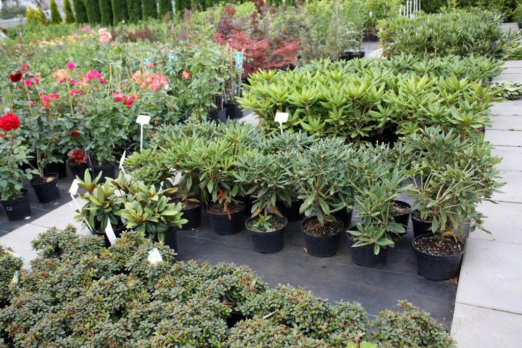 Rhododendron GARTENDIREKTOR RIEGER