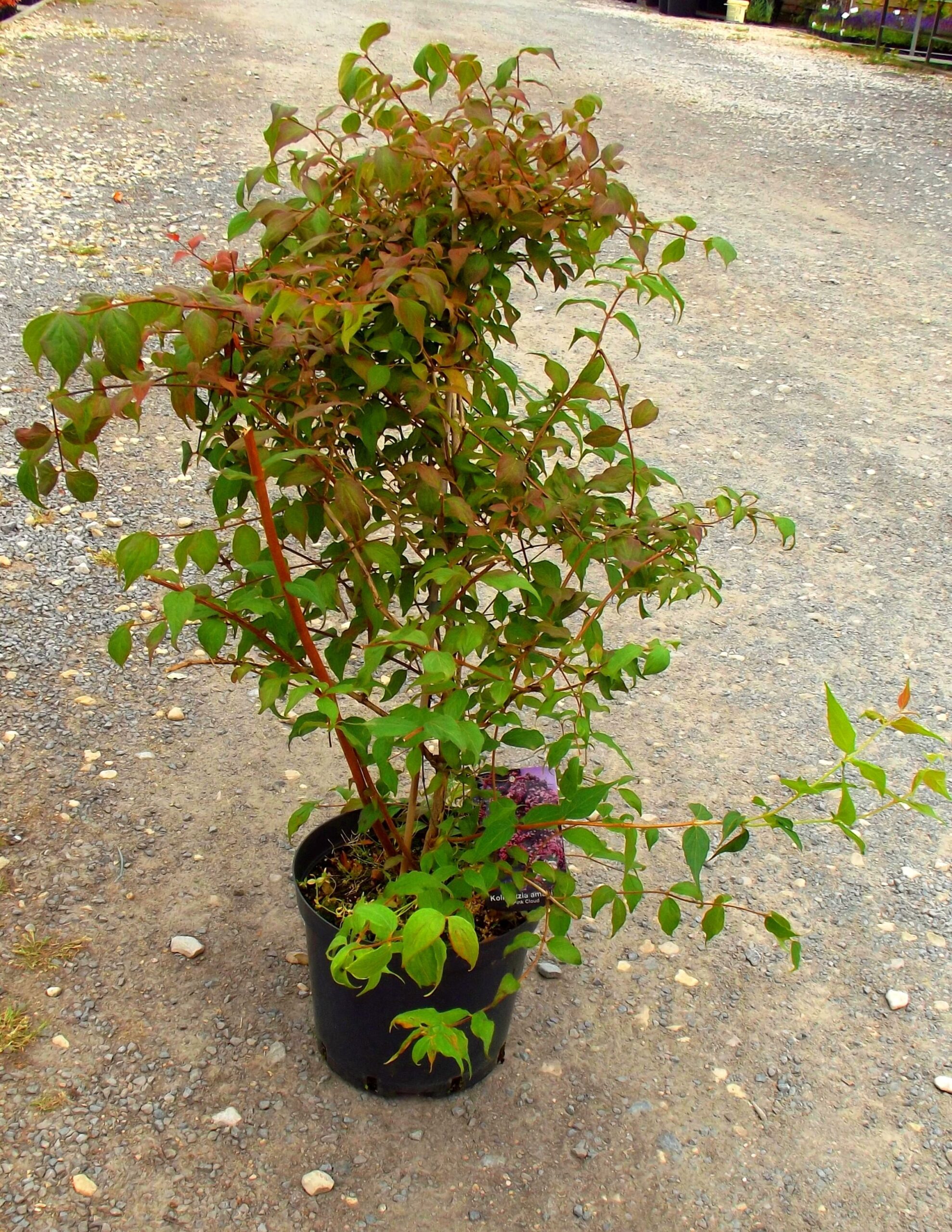 KOLWICJA CHIŃSKA PINK CLOUD