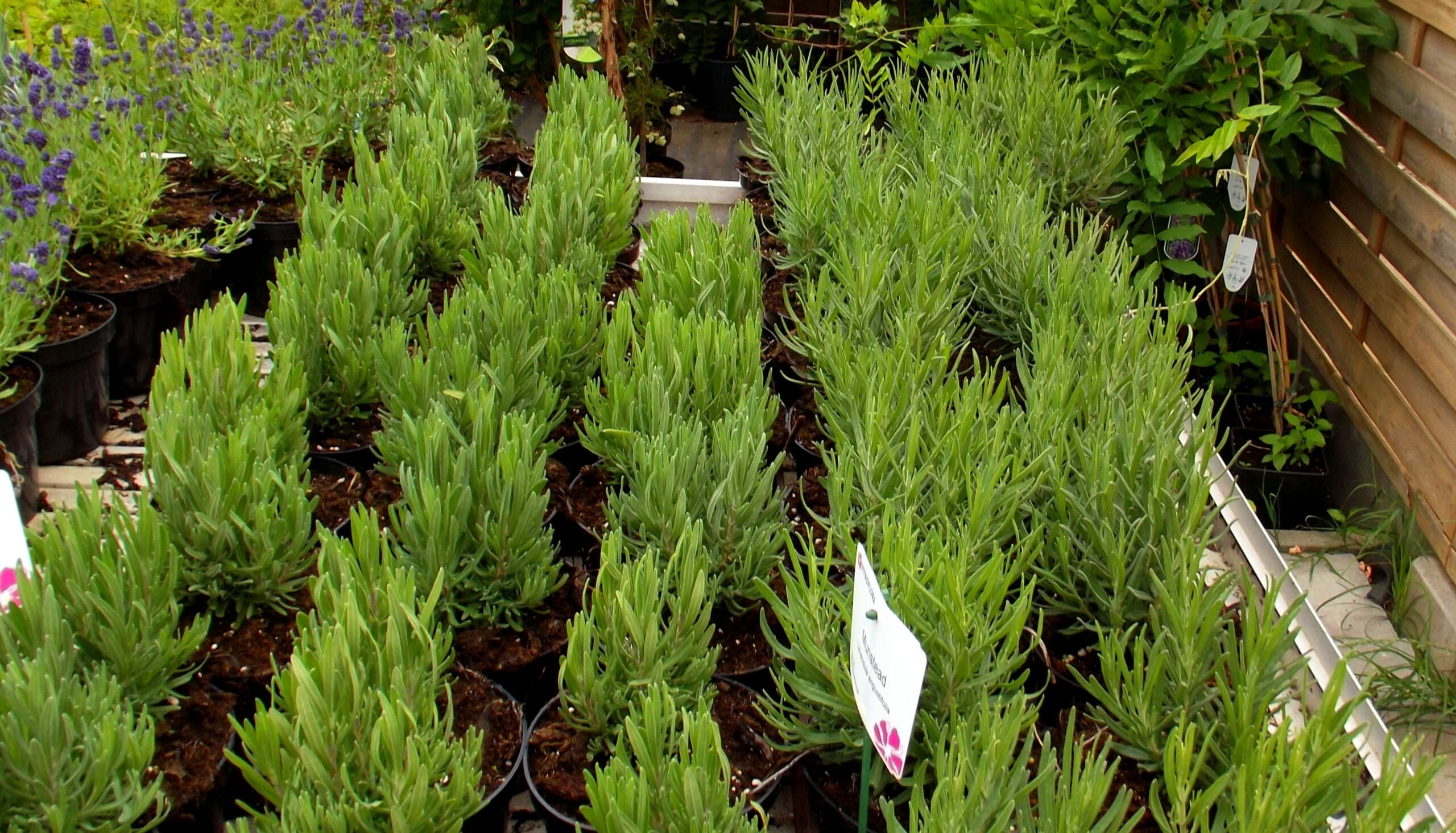 LAWENDA wąskolistna ROSEA