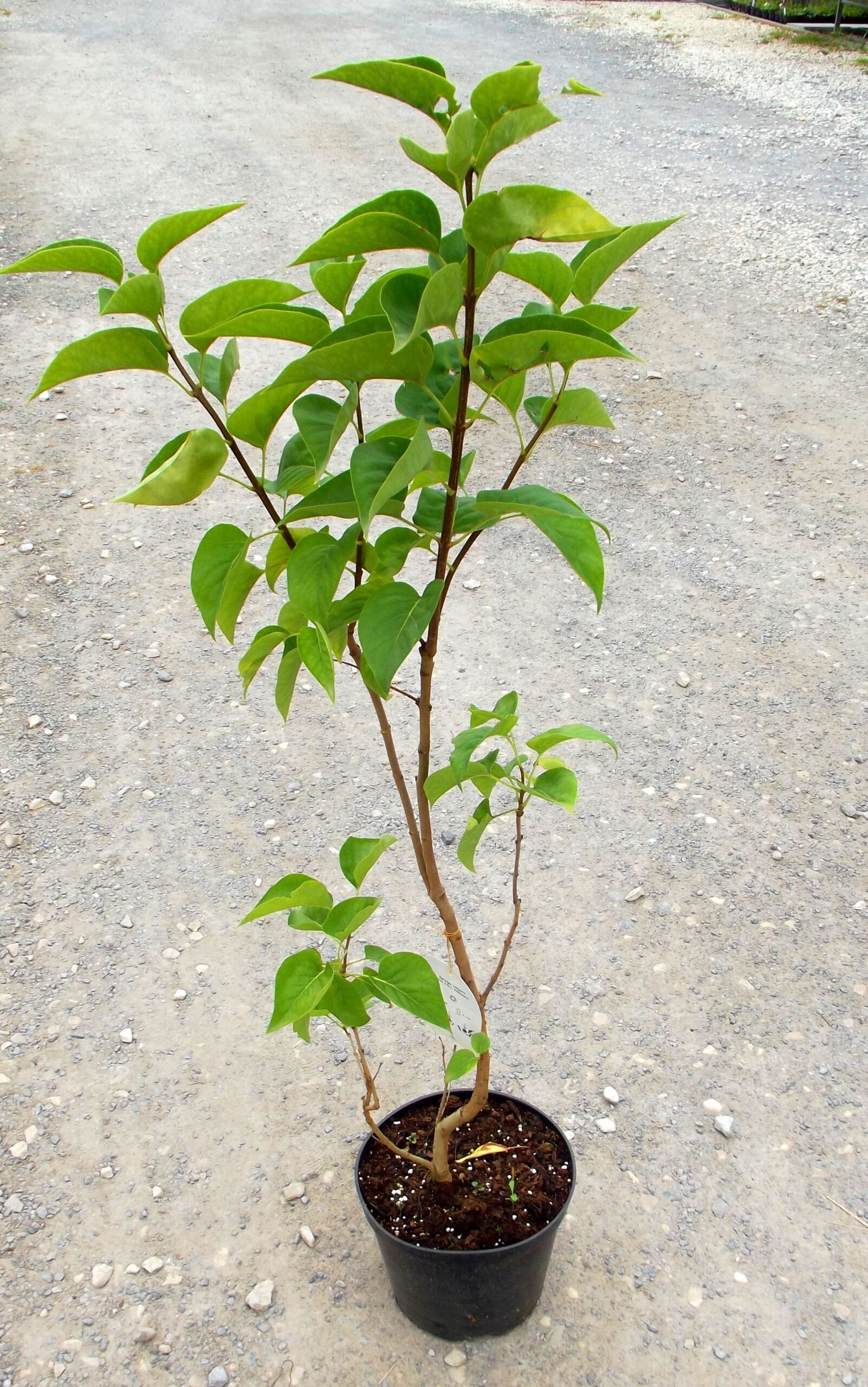 LILAK pospolity MISS ELLEN WILLMOTT