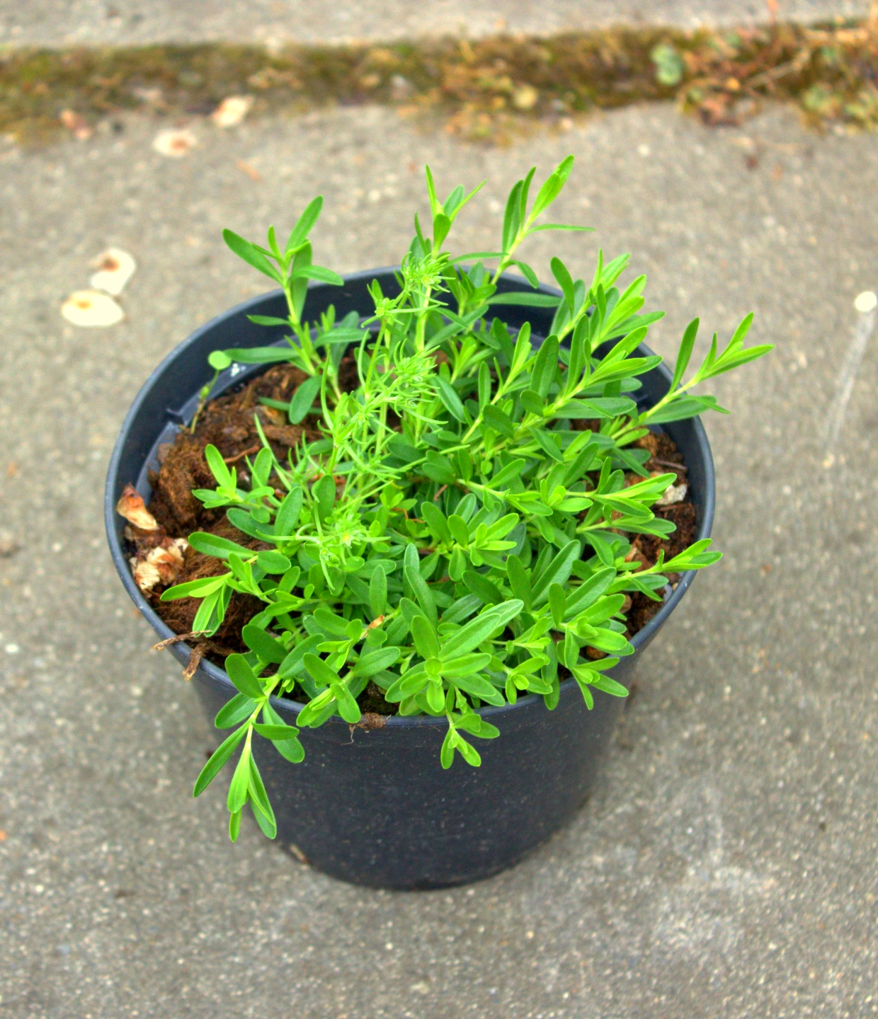 GOŹDZIK kropkowany ALBUS