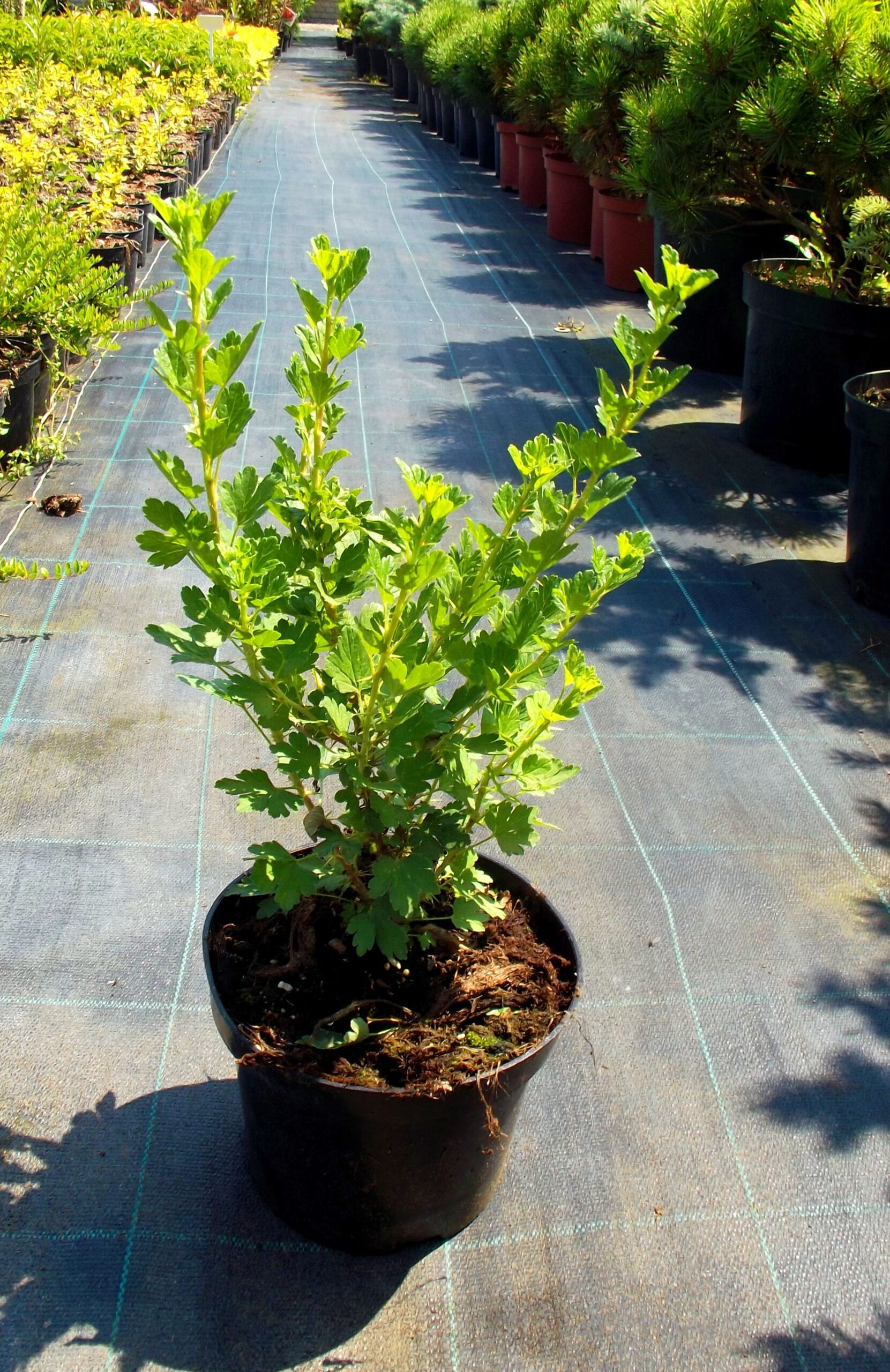 Agrest żółty HINOMAKI GELB