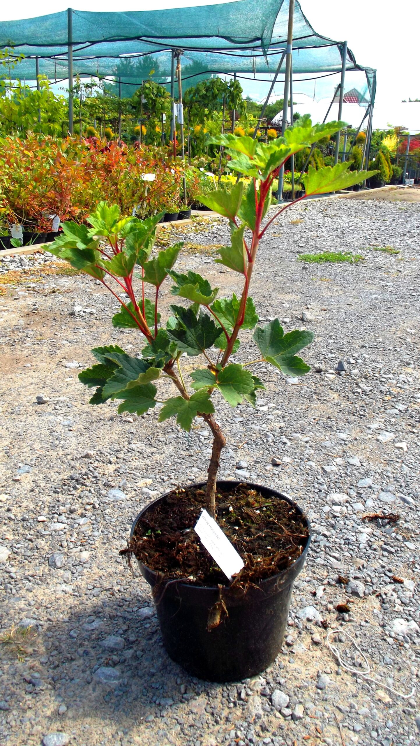 Porzeczka biała WHITE HOLLANDER