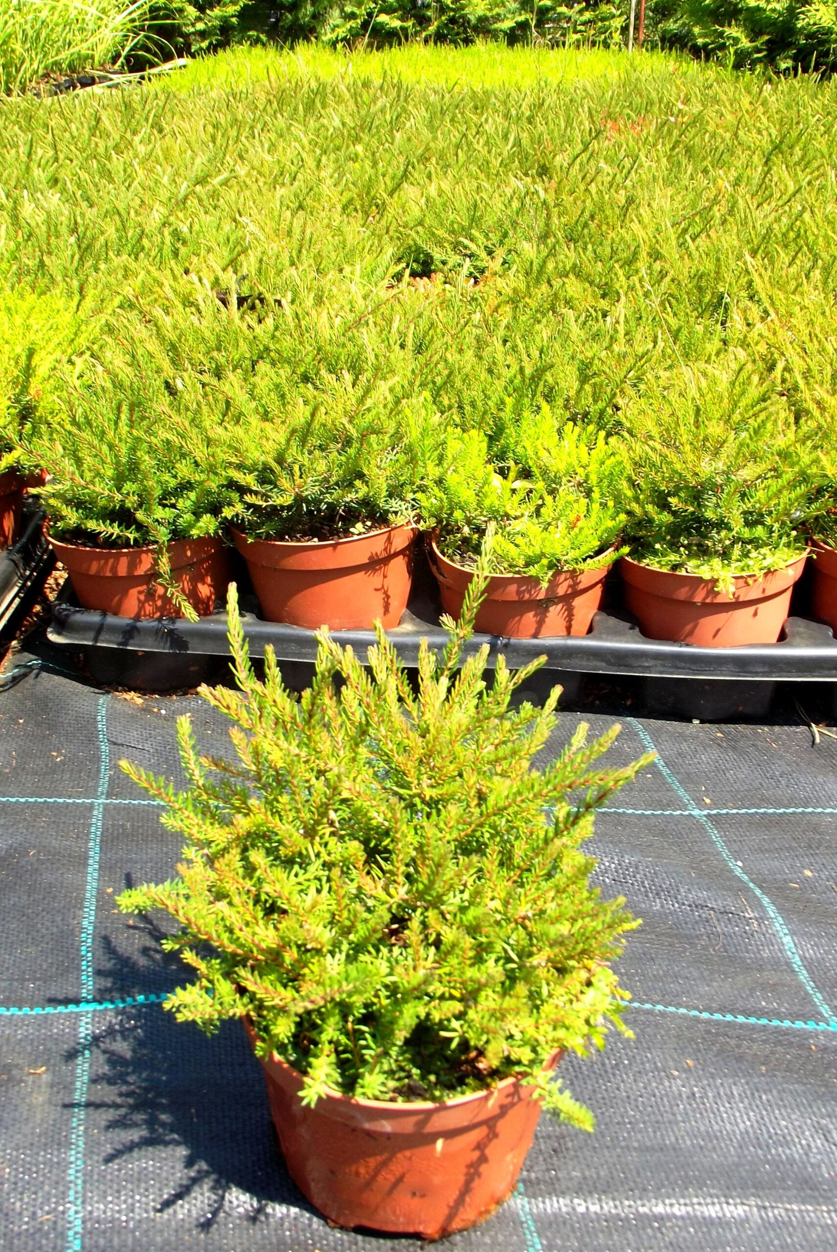 WRZOSIEC krwisty SNOW QUEEN