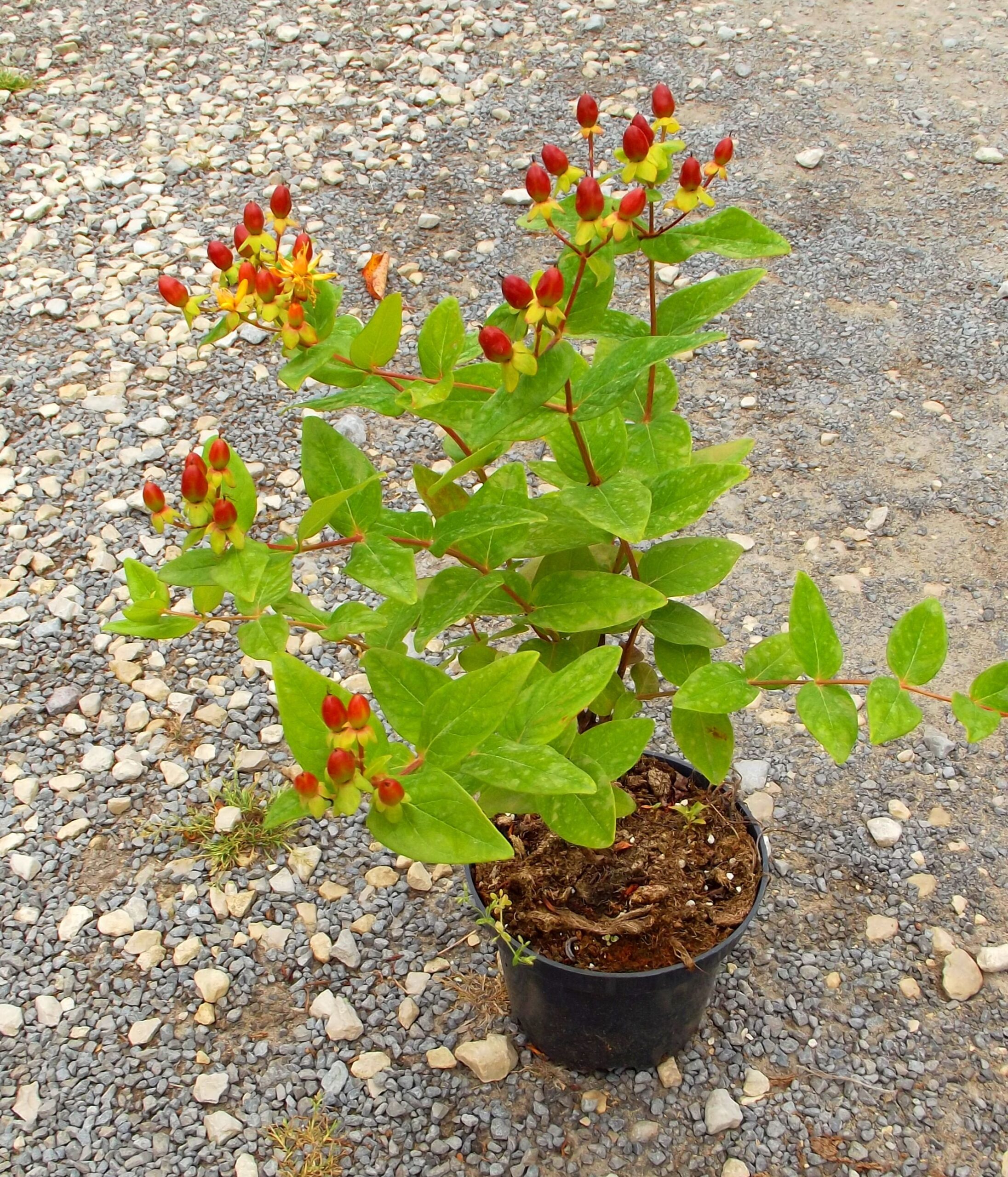 DZIURAWIEC bezwonny EXCELLENT FLAIR