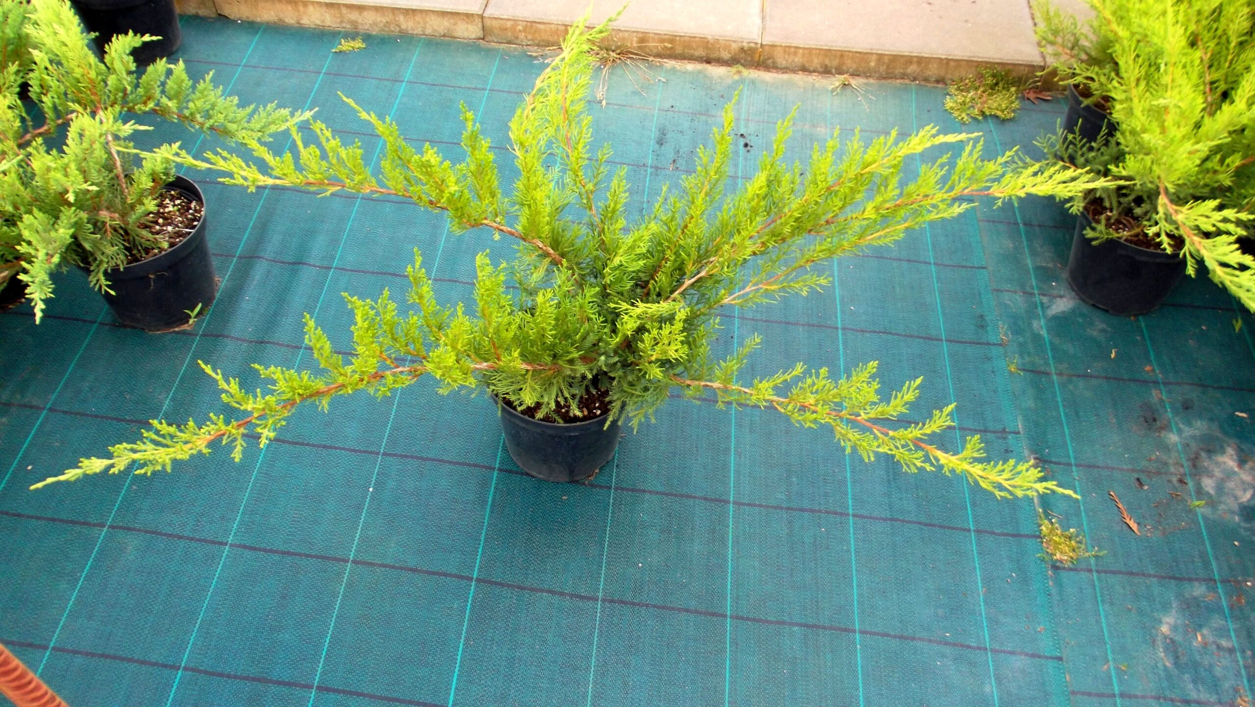 JAŁOWIEC PFITZERA MINT JULEP