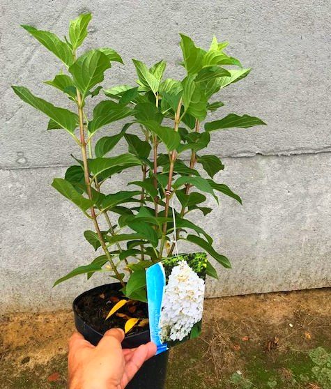 Hortensja bukietowa SILVER DOLLAR doniczka