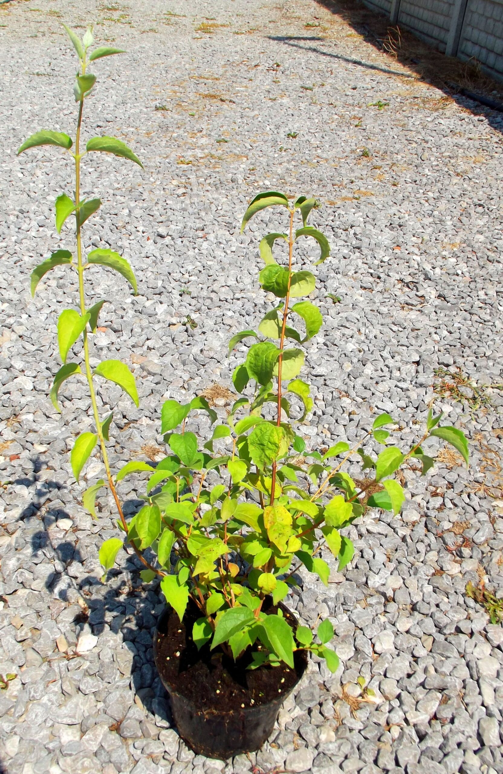 JAŚMINOWIEC GIRANDOLE